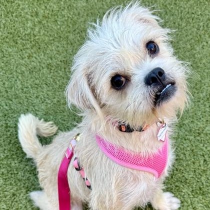 Enlarge Tooth Fairy, a Adoptable Terrier in Santa Cruz, CA image 6/6