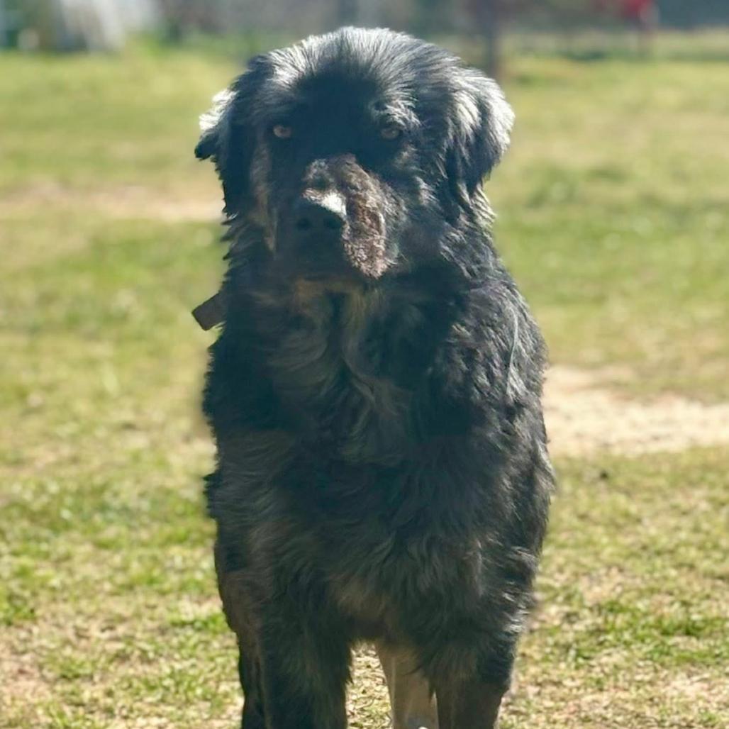 Marlow, Adoptable, Senior Male Labrador Retriever & Mixed Breed.