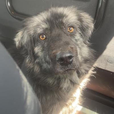 Enlarge Marlow, a Adoptable mixed breed in Marshall, TX image 2/4