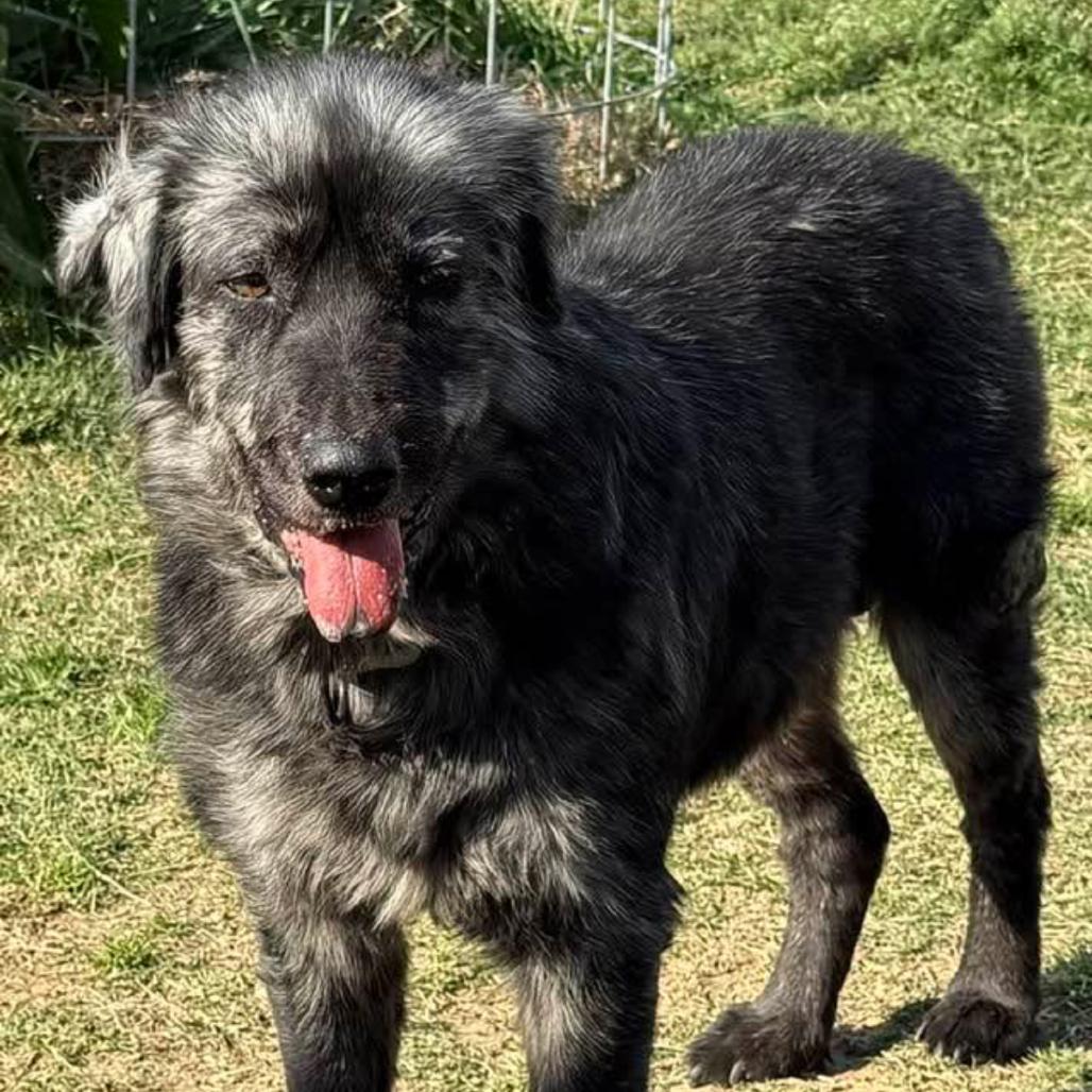Enlarge Marlow, a Adoptable mixed breed in Marshall, TX image 3/4