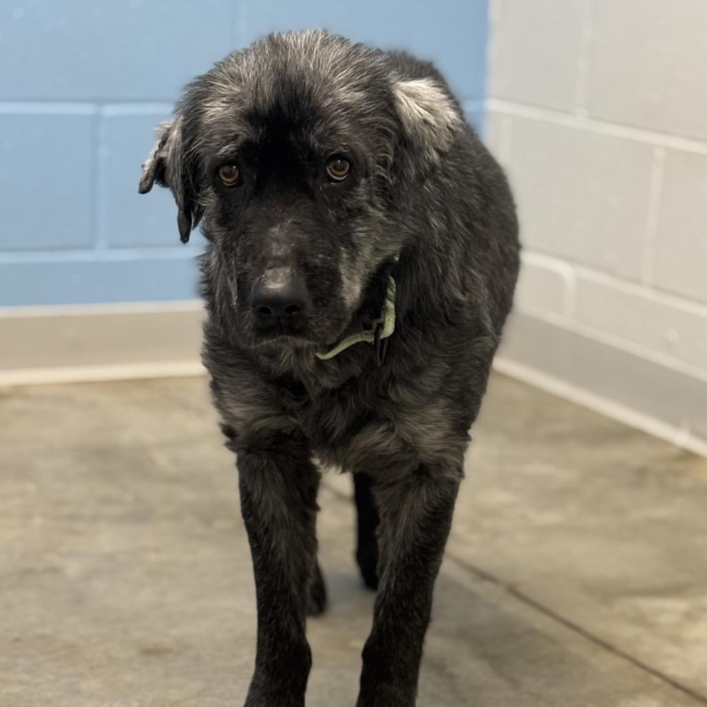 Enlarge Marlow, a Adoptable mixed breed in Marshall, TX image 4/4