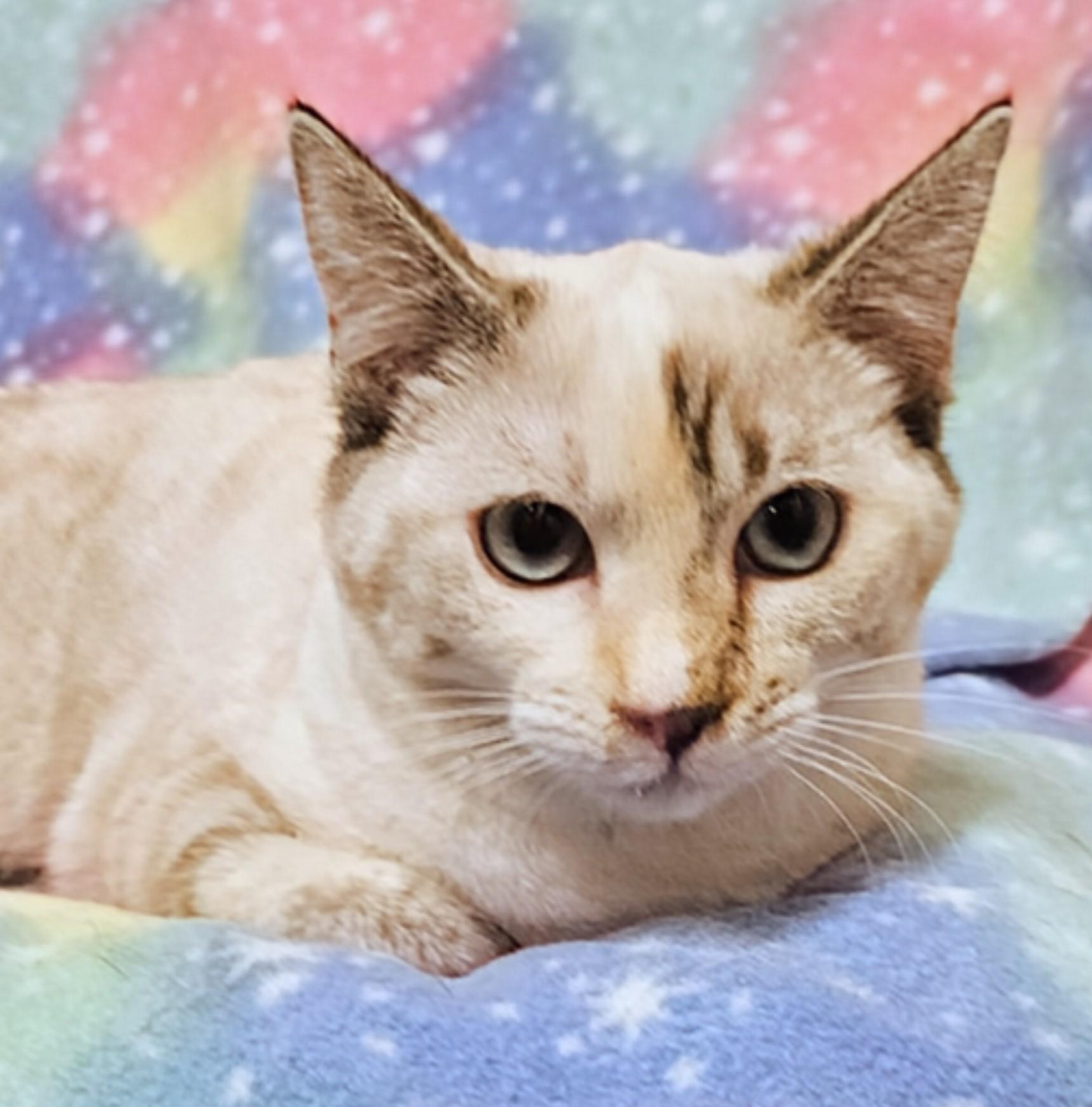 Cali - Rancho Cucamonga PetSmart, a Adoptable Siamese in Rancho Cucamonga, CA image 2/4