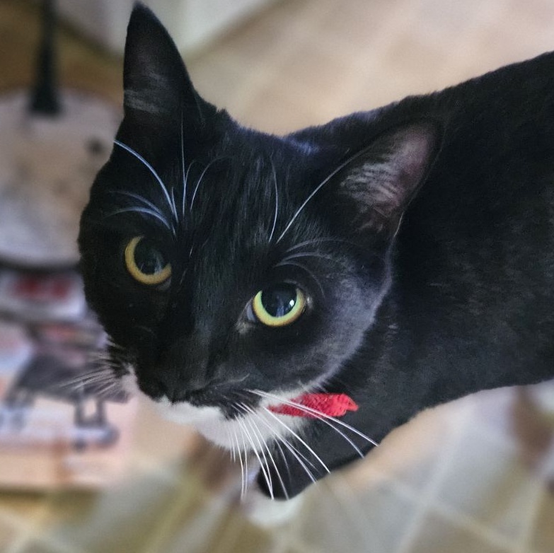 Ms. Alaska Purr