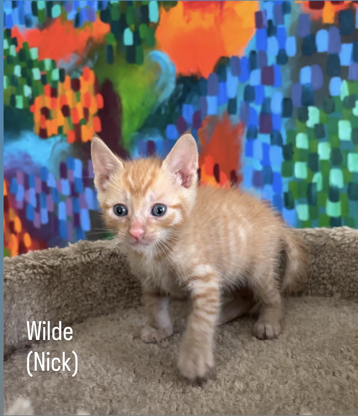 Wilde, a ADOPTABLE mixed breed in Asbury Park, NJ image 2/4