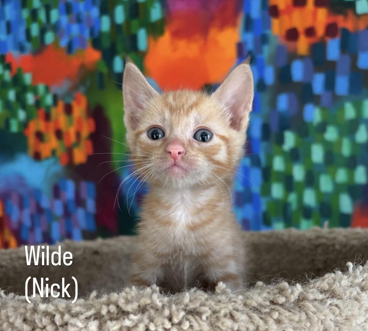 Wilde, a ADOPTABLE mixed breed in Asbury Park, NJ image 3/4