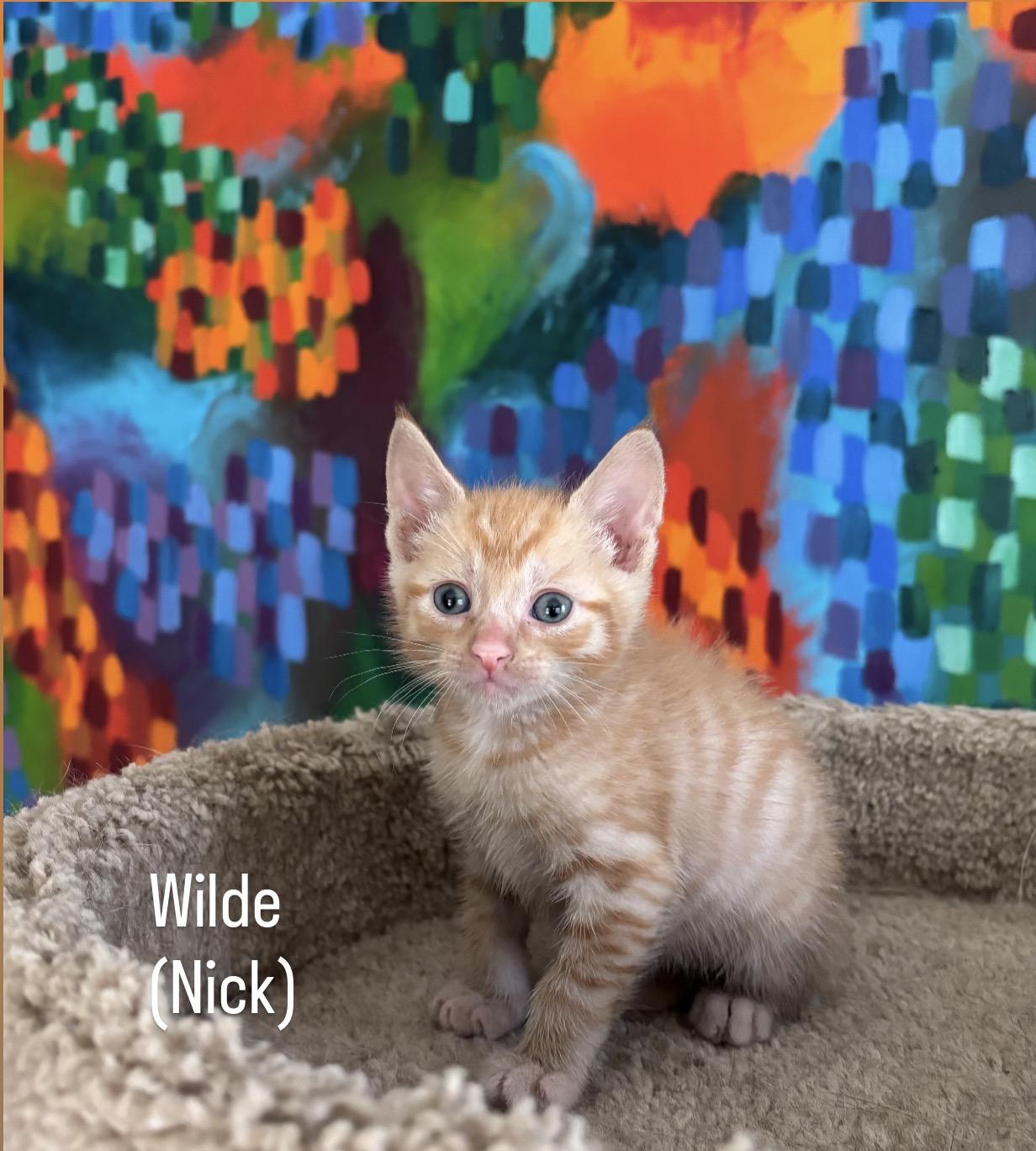 Wilde, a ADOPTABLE mixed breed in Asbury Park, NJ image 4/4