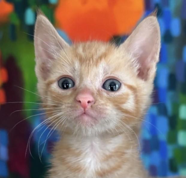 Wilde, ADOPTABLE, Kitten Male Domestic Medium Hair.