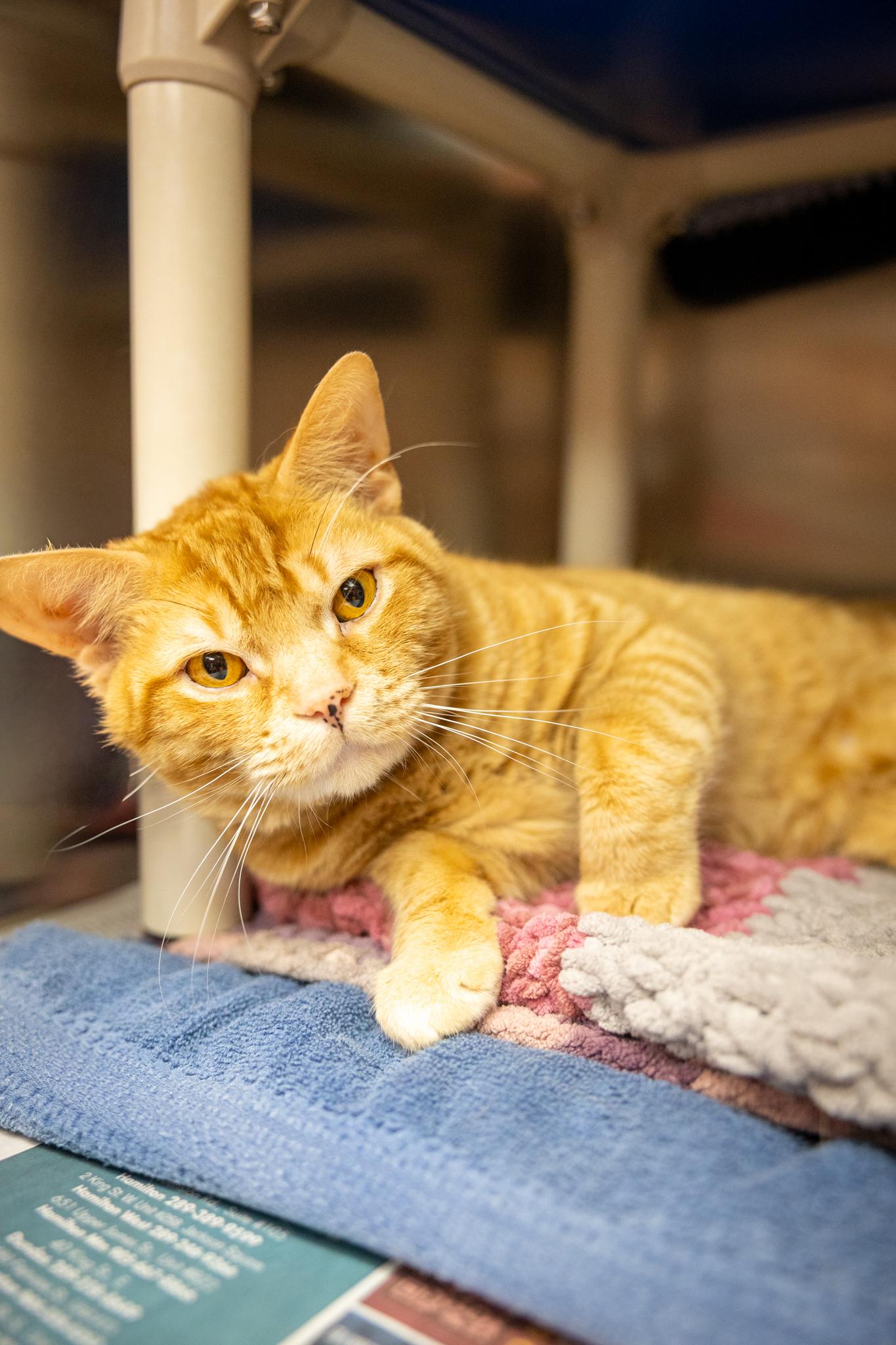 Baxter, a ADOPTABLE Domestic Short Hair in Hamilton, ON image 2/5