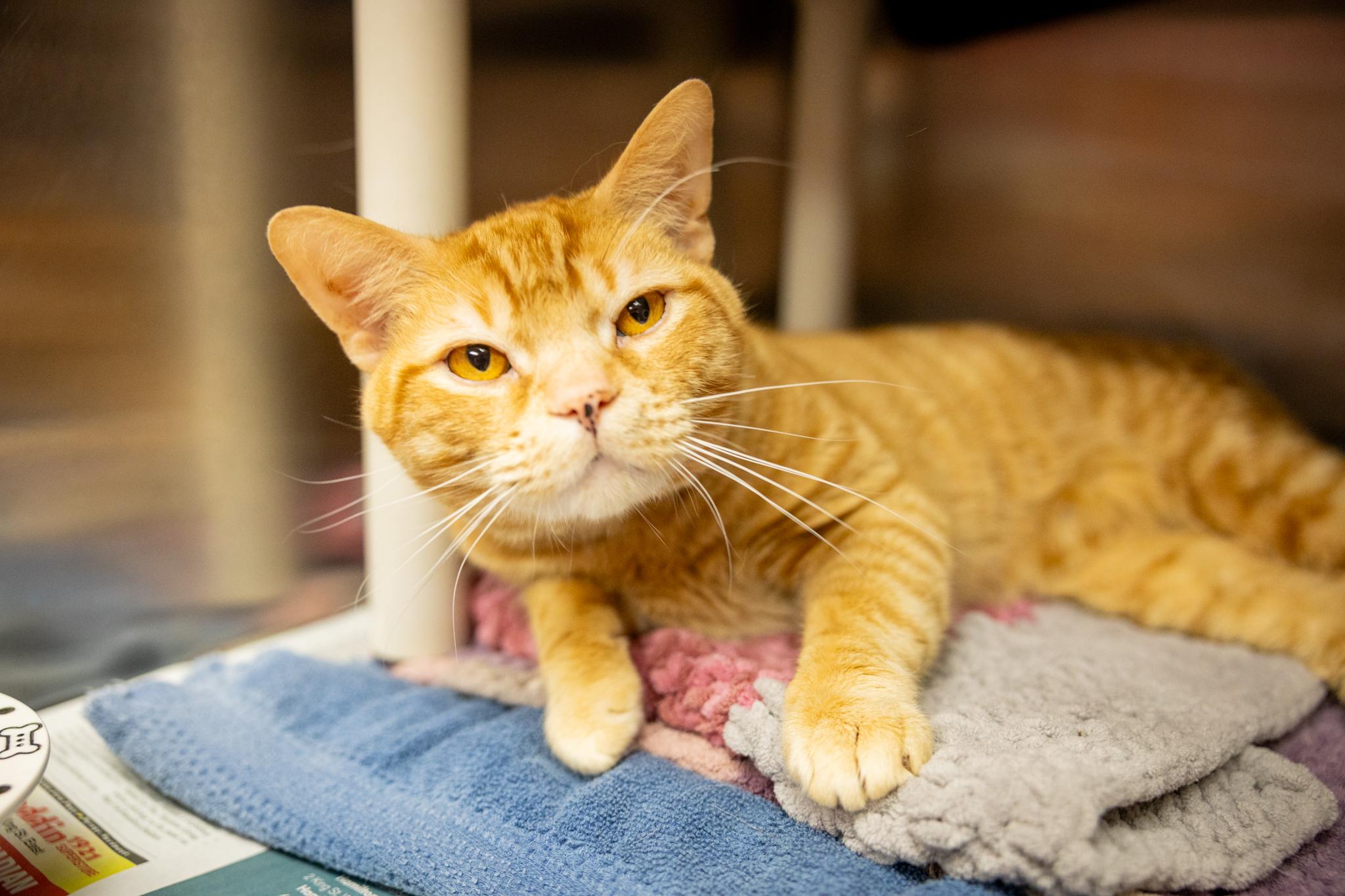 Baxter, a ADOPTABLE Domestic Short Hair in Hamilton, ON image 5/5
