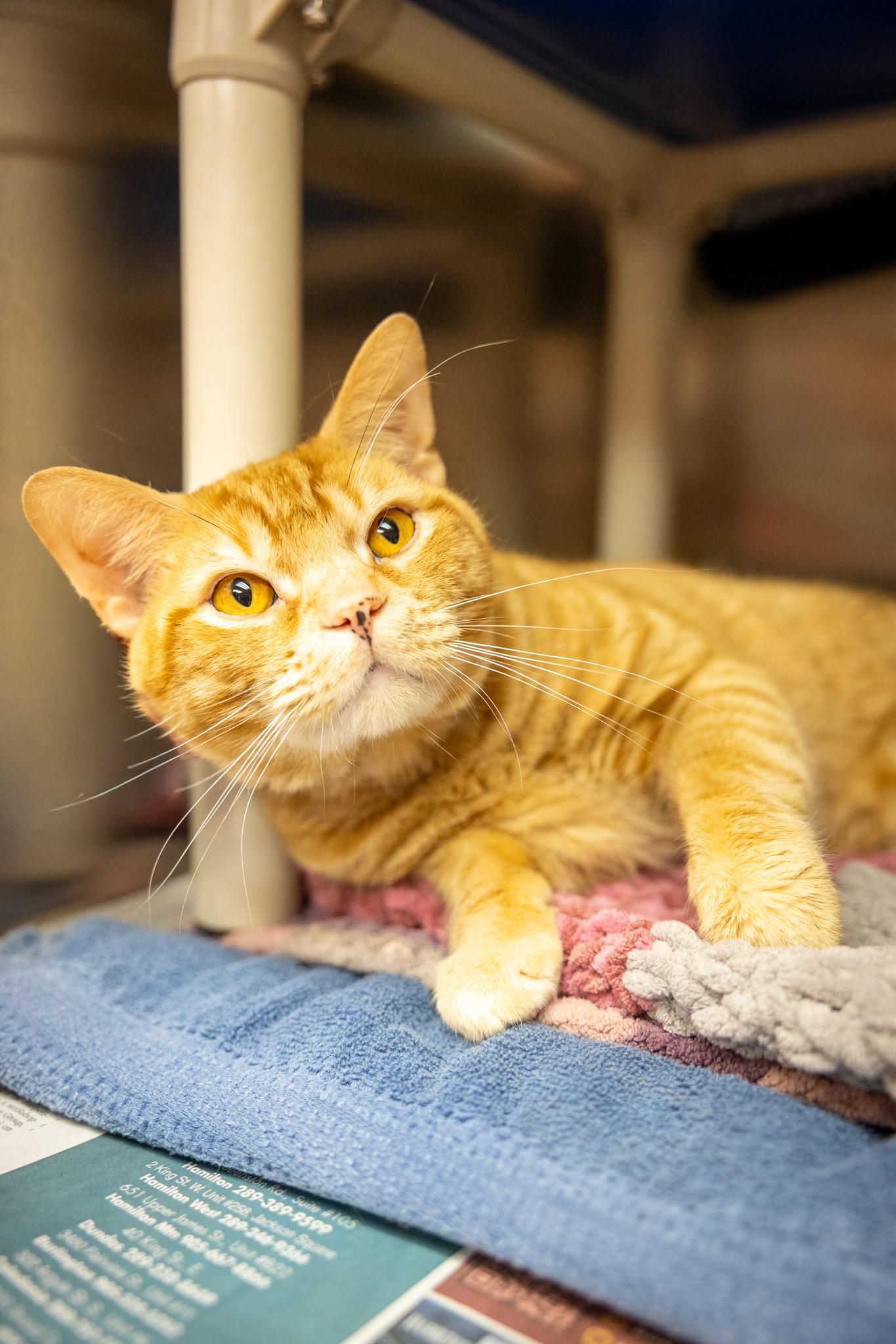 Baxter, ADOPTABLE, Adult Male Domestic Short Hair.