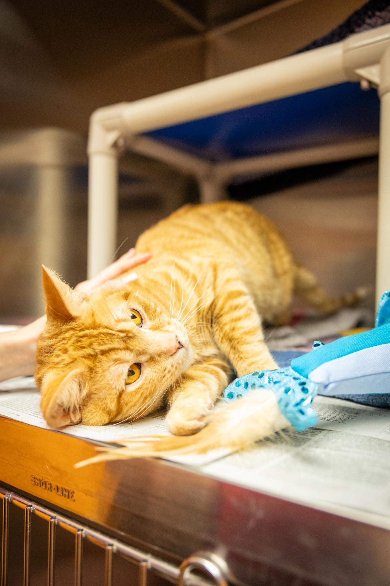 Baxter, a ADOPTABLE Domestic Short Hair in Hamilton, ON image 4/5