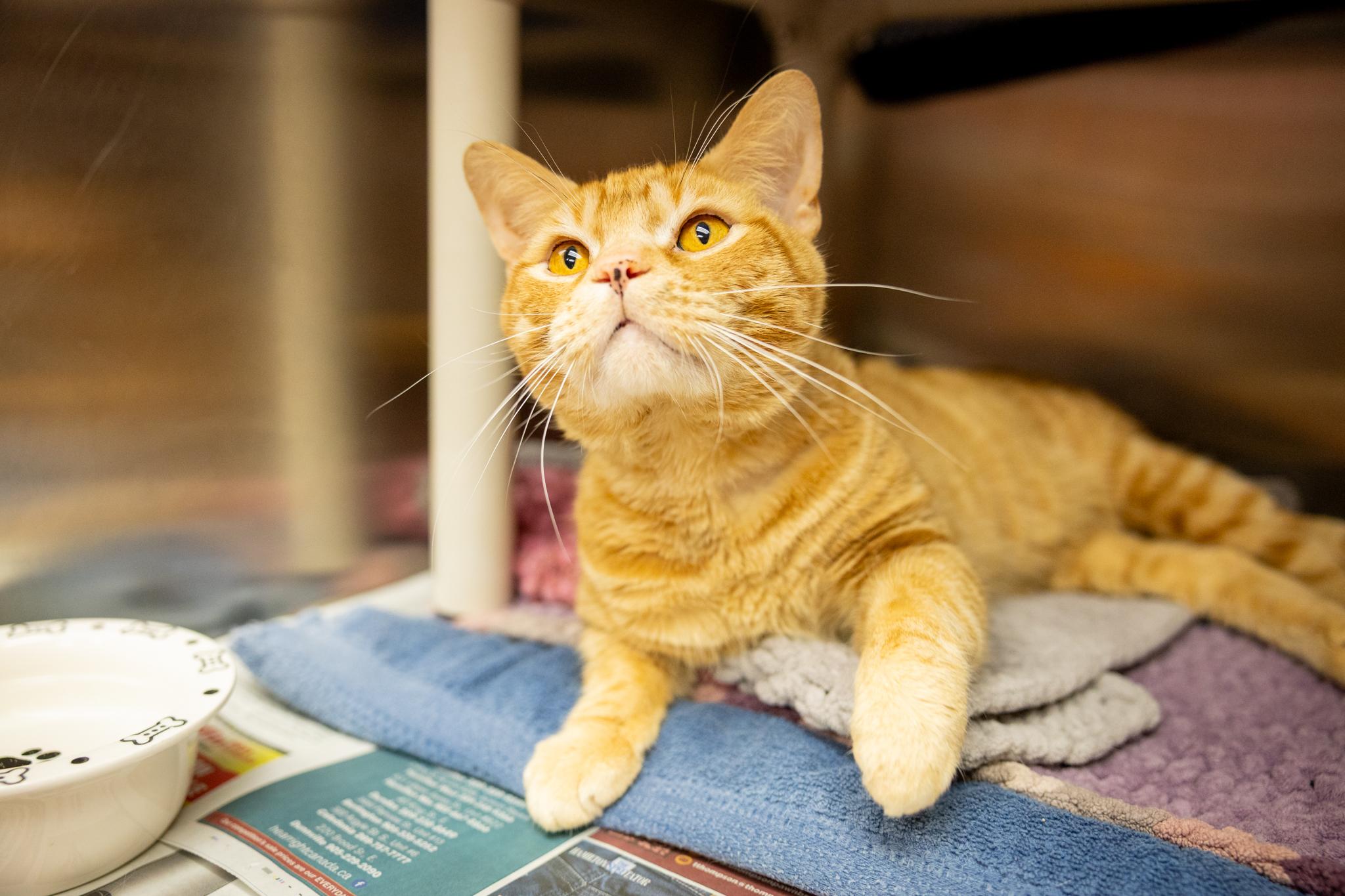 Baxter, a ADOPTABLE Domestic Short Hair in Hamilton, ON image 3/5