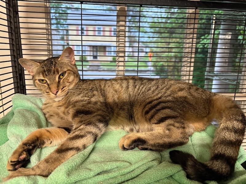 Enlarge Sweetheart, a Adoptable mixed breed in Hershey, PA image 5/6