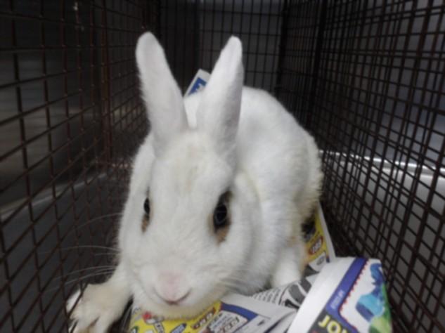 LUCAS, Adoptable, Young Female American.