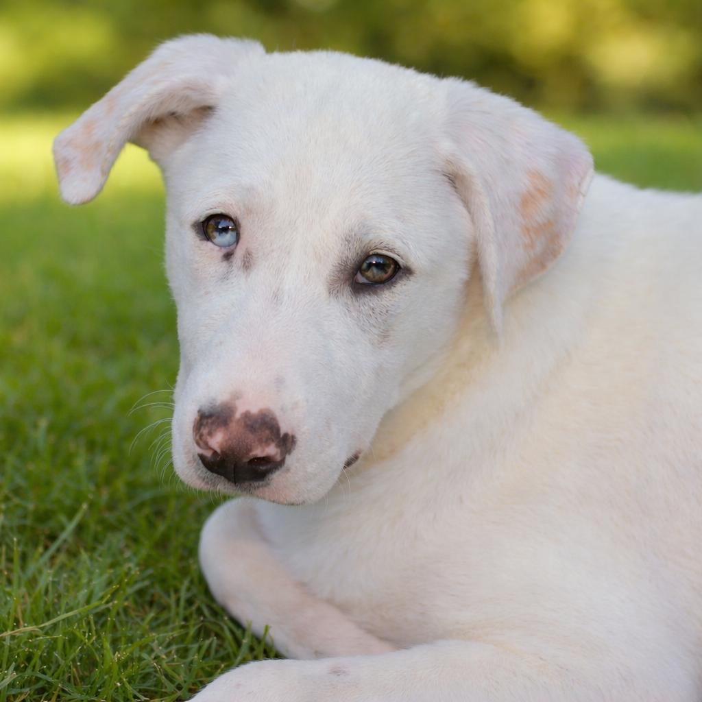 Enlarge Atlas, a Adoptable mixed breed in Enterprise, AL image 1/3