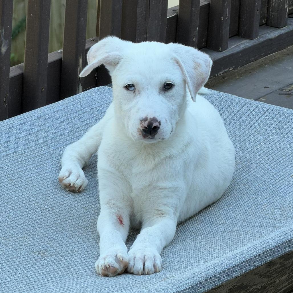 Enlarge Atlas, a Adoptable mixed breed in Enterprise, AL image 2/3