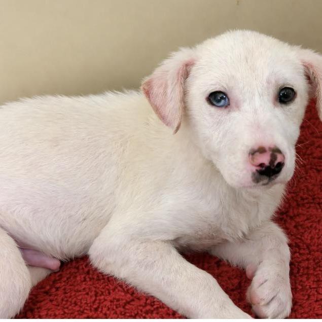 Enlarge Atlas, a Adoptable mixed breed in Enterprise, AL image 1/1