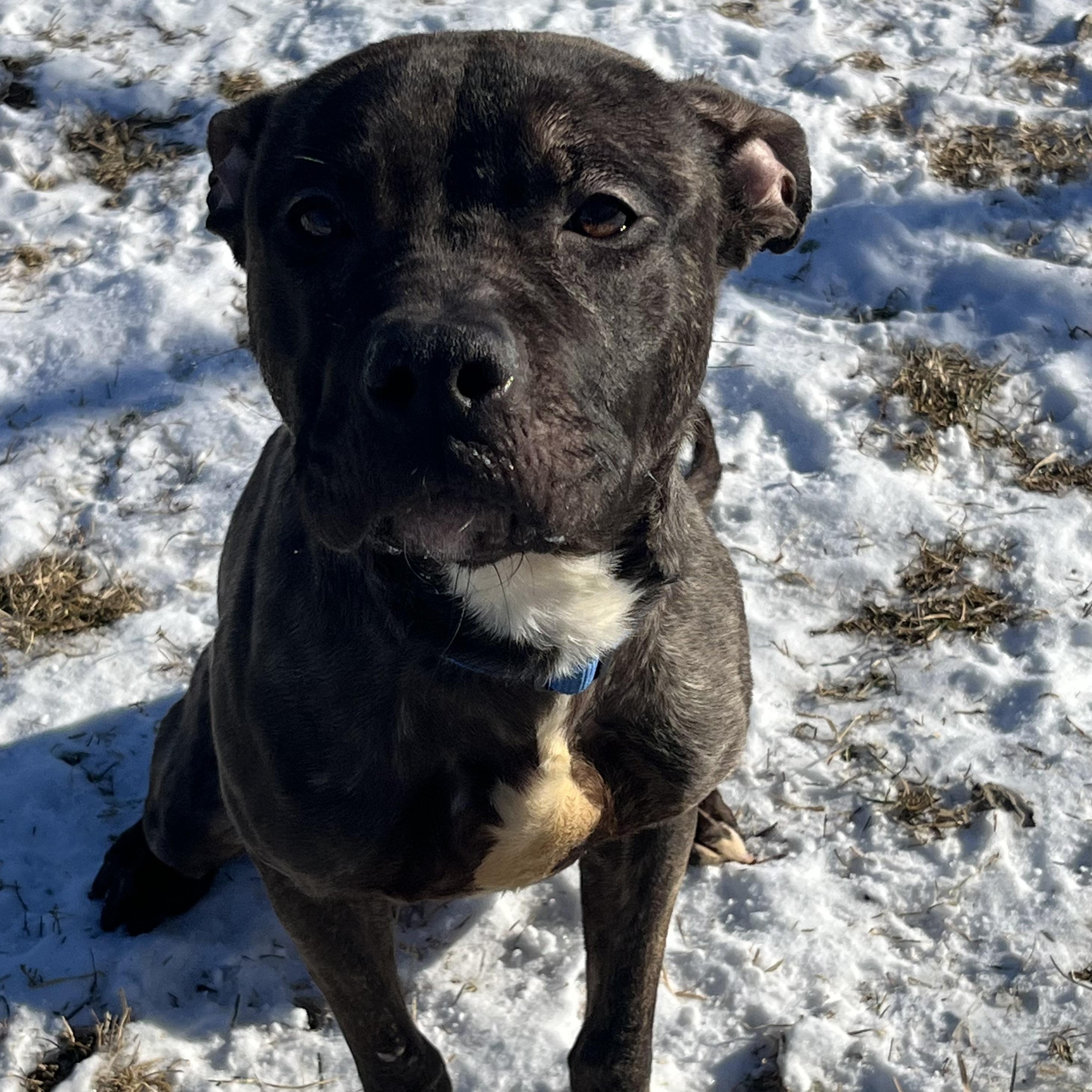 Cedar, adopted, Adult Female Mixed Breed.