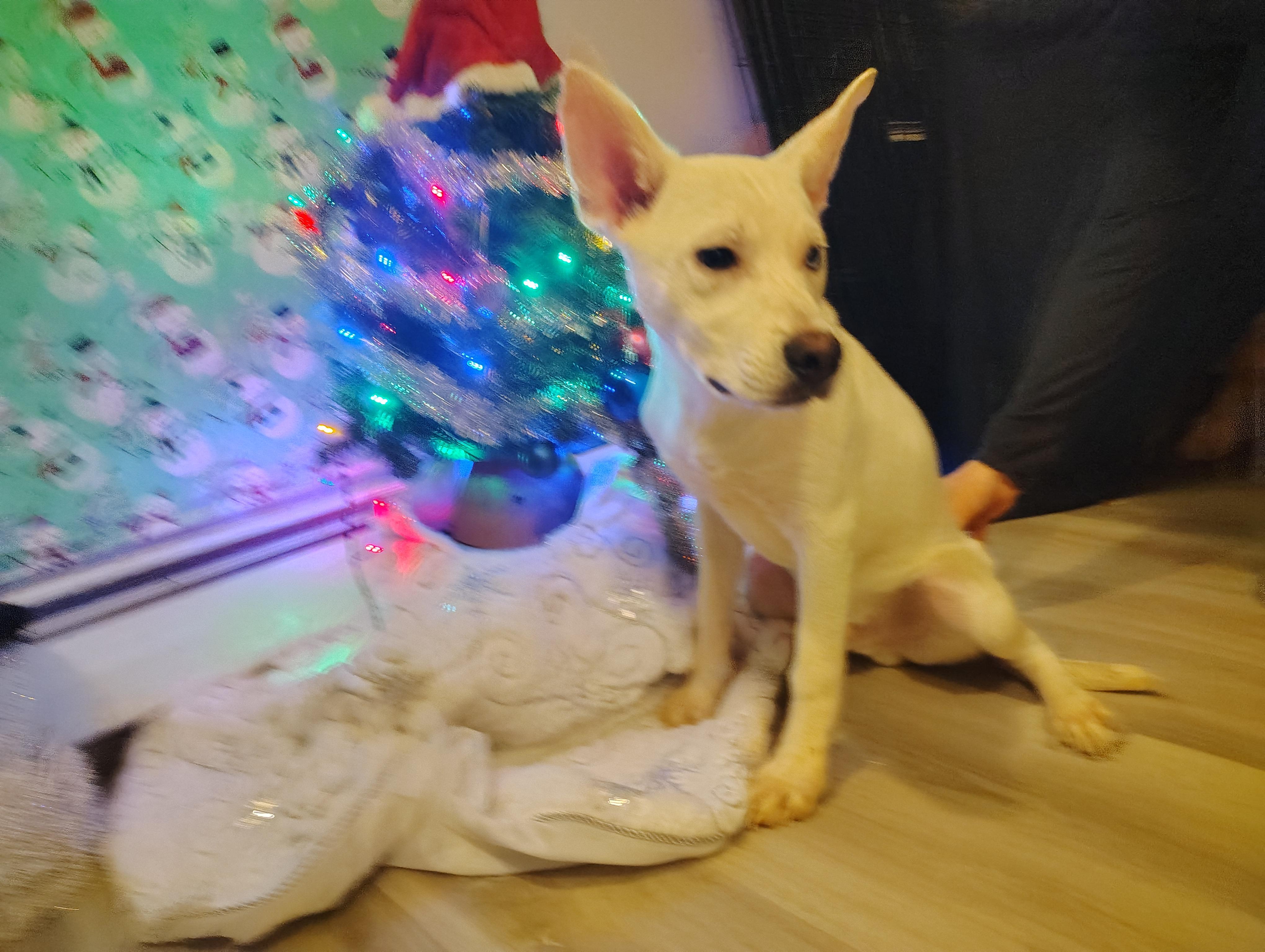 Jesse, Adoptable, Puppy Male Siberian Husky.