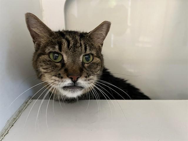 Enlarge BLAZE, a Adoptable Domestic Short Hair in Miami, FL image 1/1