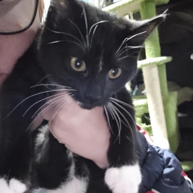 Enlarge Starr, a Adoptable Domestic Medium Hair in Sioux Falls, SD image 1/1