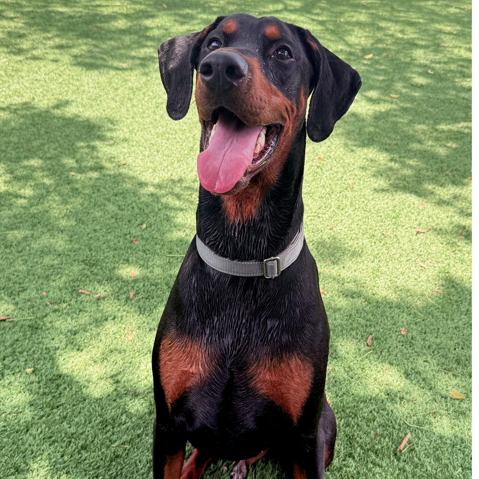 Preston 3582, a Adopted Doberman Pinscher in Oakland Park, FL image 2/3