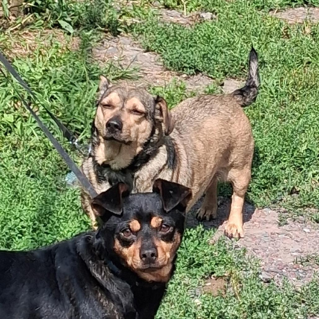 Milo, Adoptable, Adult Male Dachshund & Chihuahua.