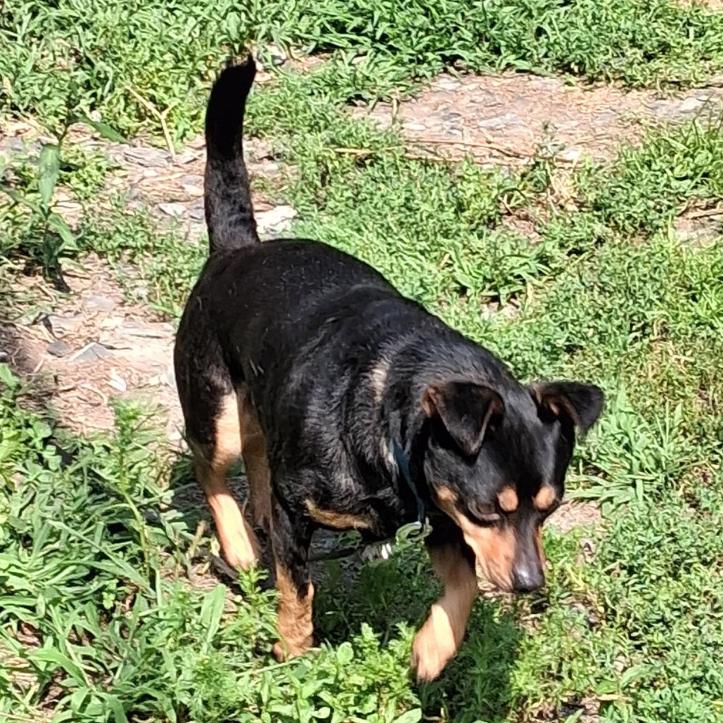 Enlarge Milo, a Adoptable mixed breed in Saratoga Springs, NY image 2/6