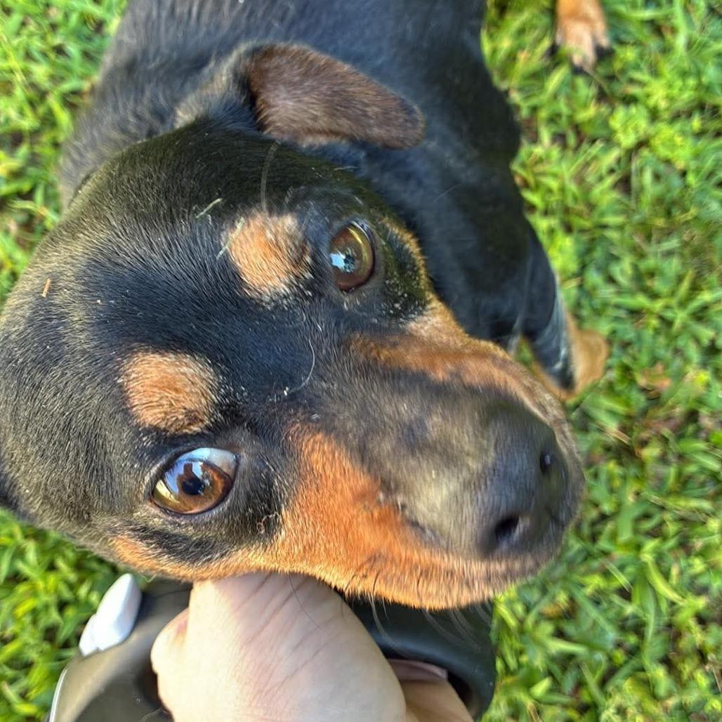 Enlarge Milo, a Adoptable mixed breed in Saratoga Springs, NY image 3/6