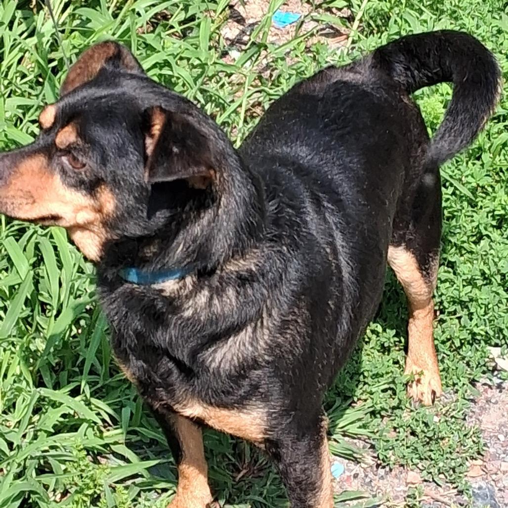 Enlarge Milo, a Adoptable mixed breed in Saratoga Springs, NY image 4/6