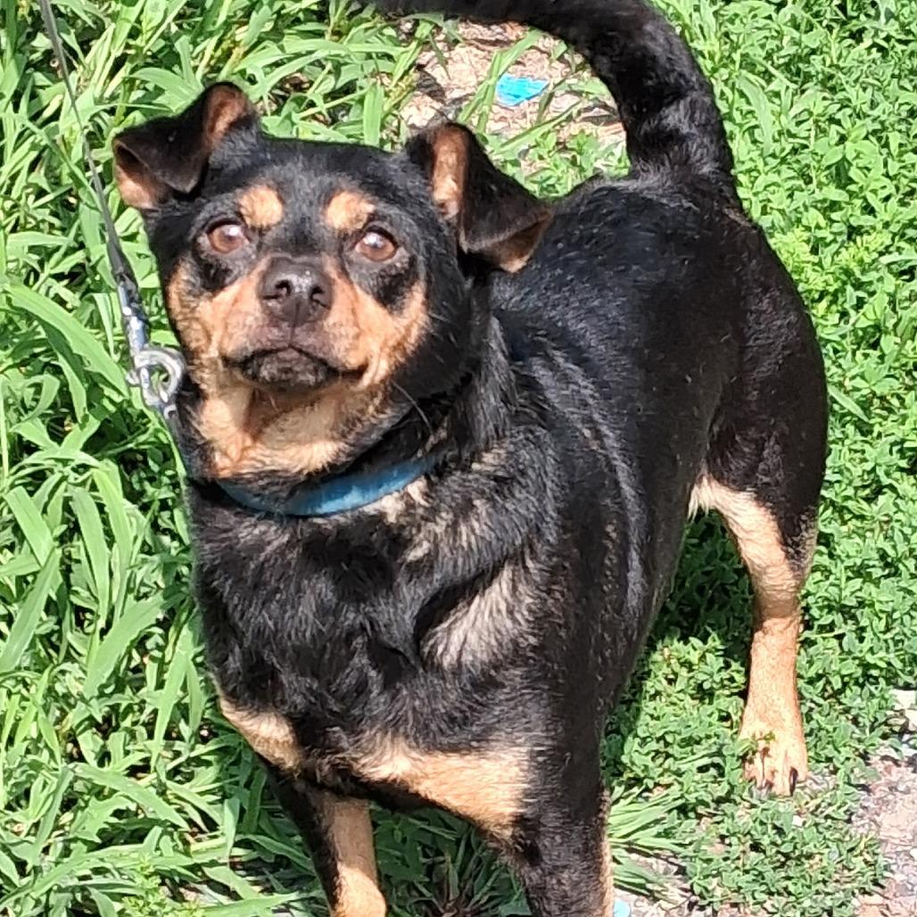 Enlarge Milo, a Adoptable mixed breed in Saratoga Springs, NY image 5/6