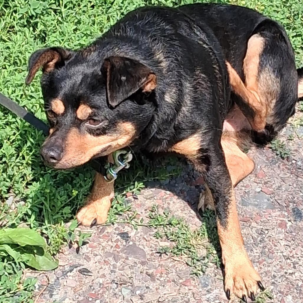 Enlarge Milo, a Adoptable mixed breed in Saratoga Springs, NY image 6/6