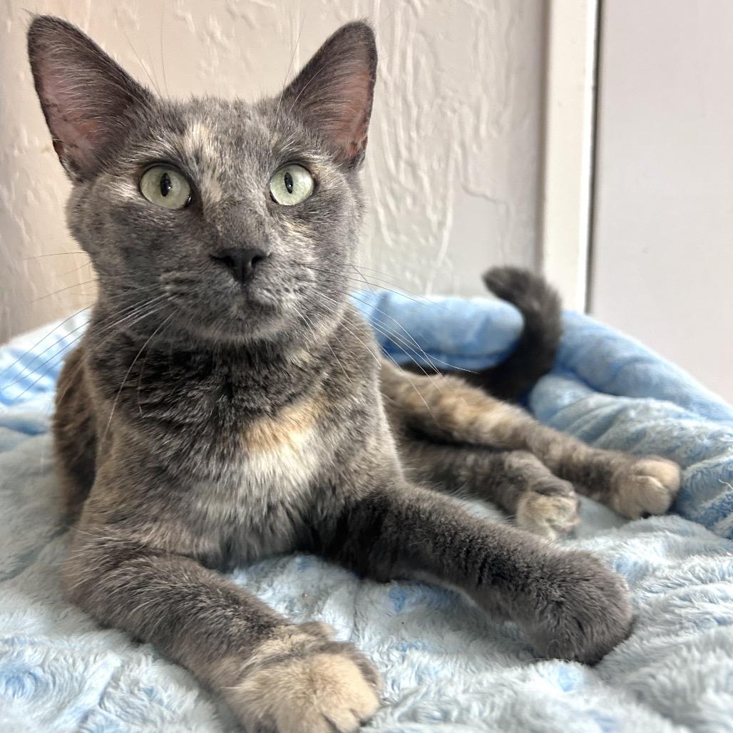 Enlarge Celexa, a Adoptable Domestic Short Hair in Yucca Valley, CA image 1/4