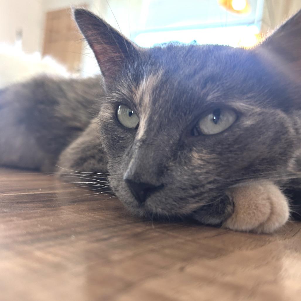 Enlarge Celexa, a Adoptable Domestic Short Hair in Yucca Valley, CA image 2/4