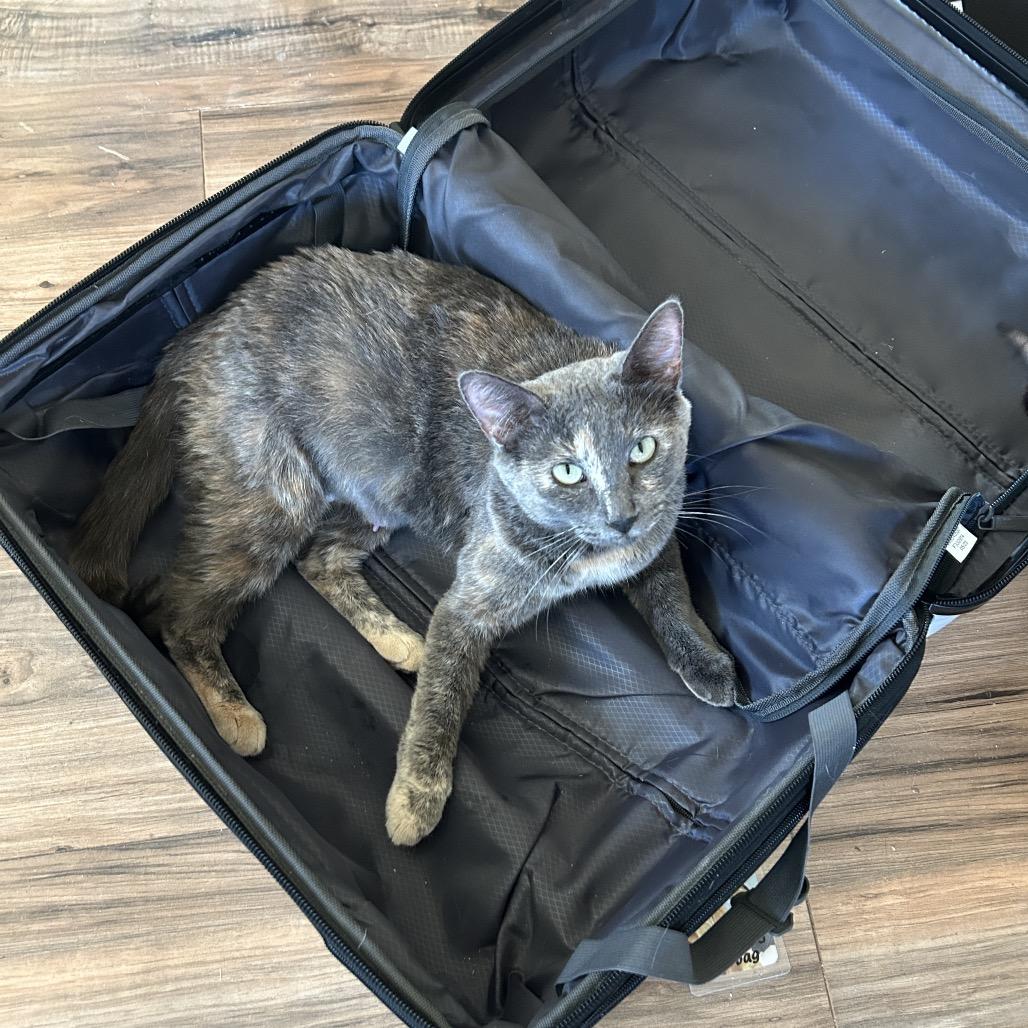 Enlarge Celexa, a Adoptable Domestic Short Hair in Yucca Valley, CA image 3/4