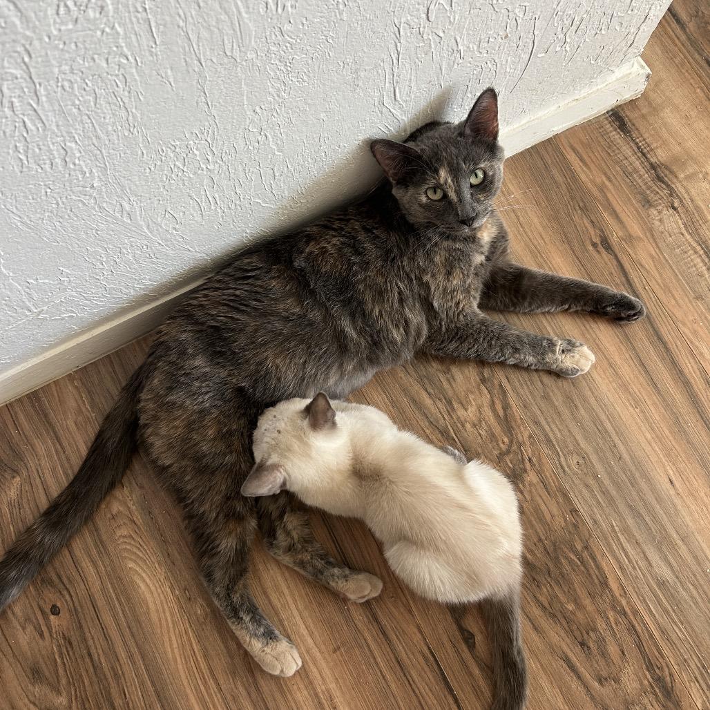 Enlarge Celexa, a Adoptable Domestic Short Hair in Yucca Valley, CA image 4/4