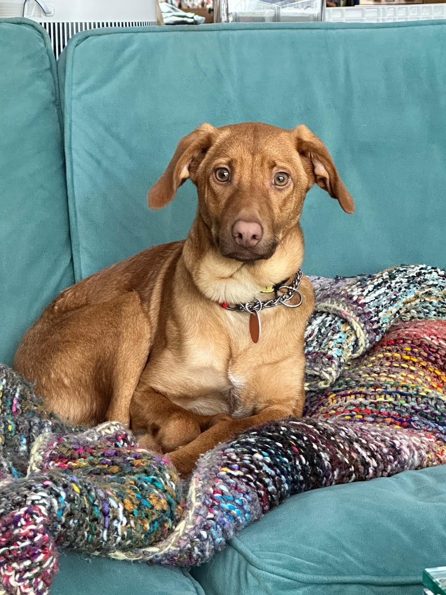 That Guy, adopted, Young Male Labrador Retriever.