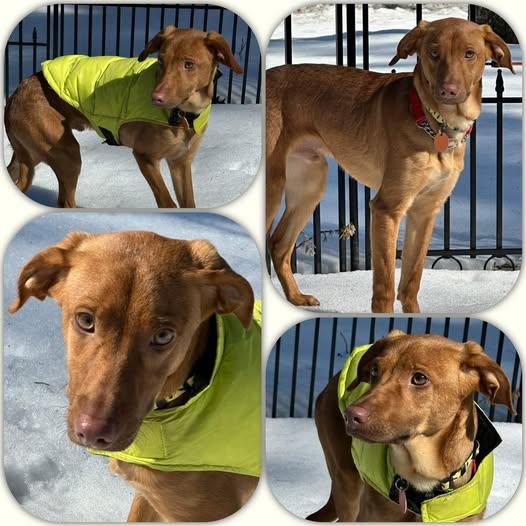 Enlarge That Guy, an adopted mixed breed in Traverse City, MI image 2/2