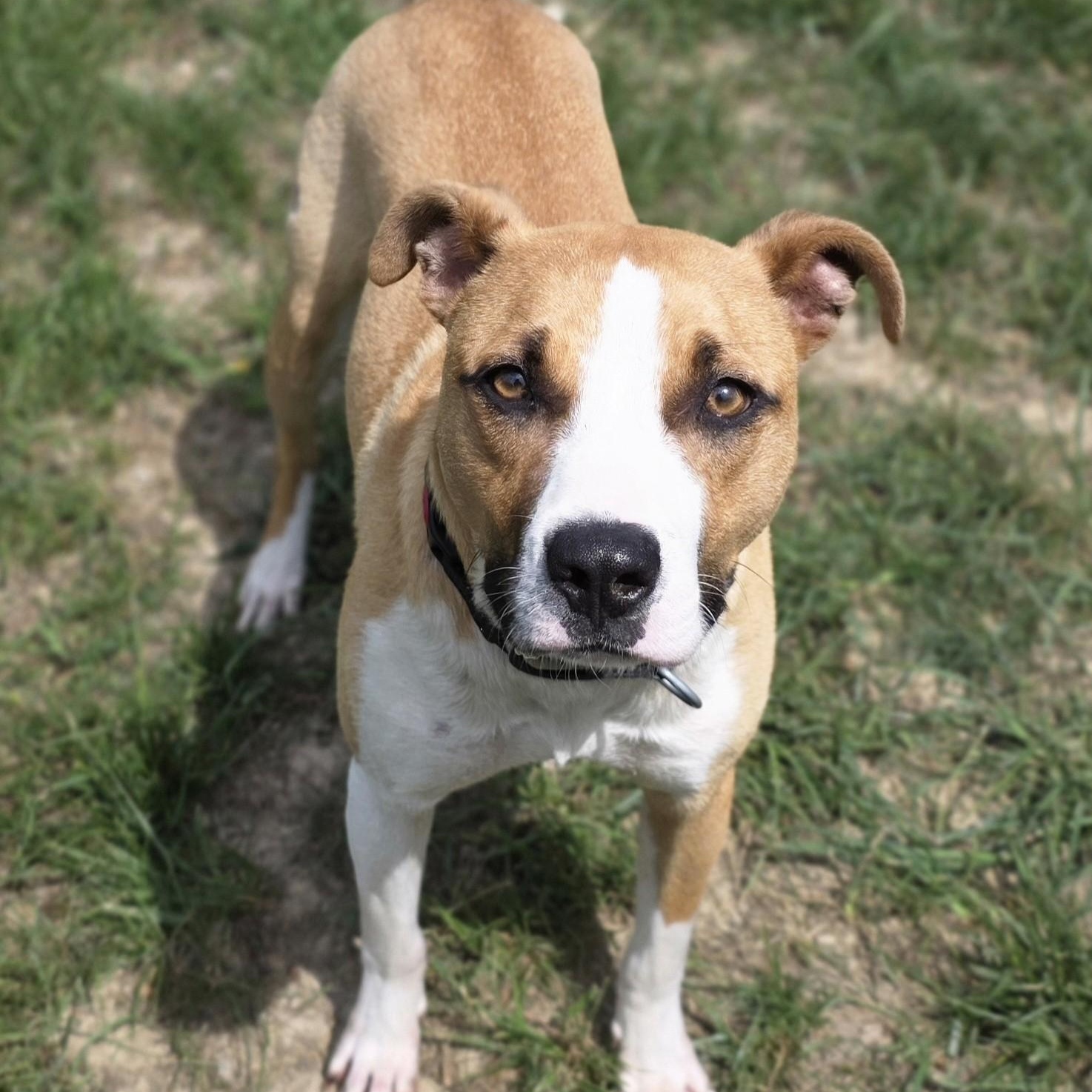Enlarge Tic Tac Toe, a ADOPTABLE mixed breed in Shepherdsville, KY image 2/4