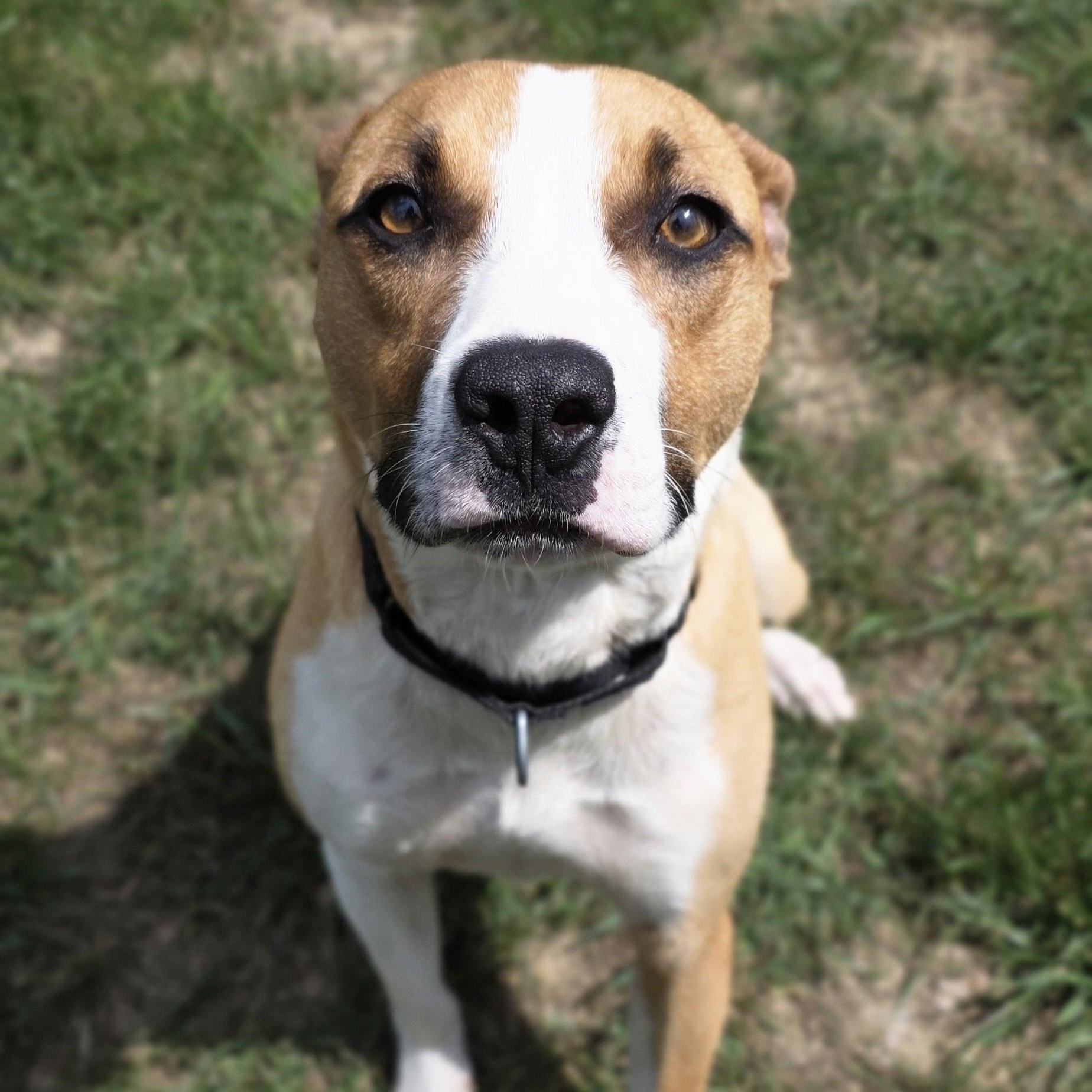 Enlarge Tic Tac Toe, a ADOPTABLE mixed breed in Shepherdsville, KY image 4/4