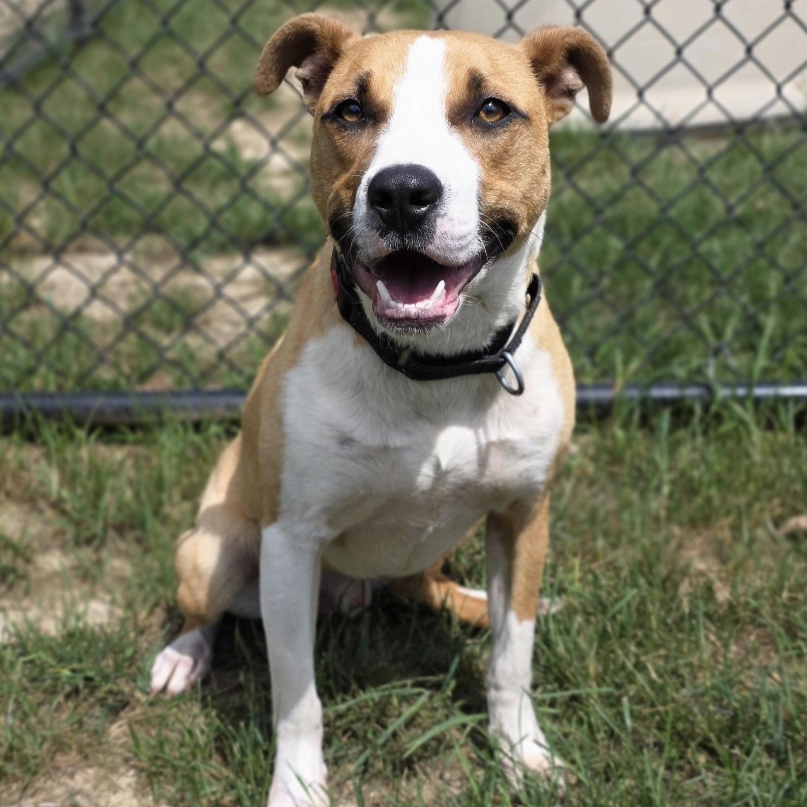 Tic Tac Toe, ADOPTABLE, Adult Male Mountain Cur.