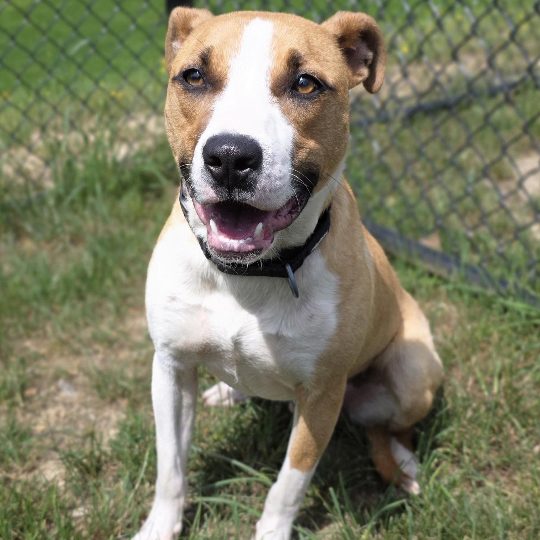 Enlarge Tic Tac Toe, a ADOPTABLE mixed breed in Shepherdsville, KY image 3/4