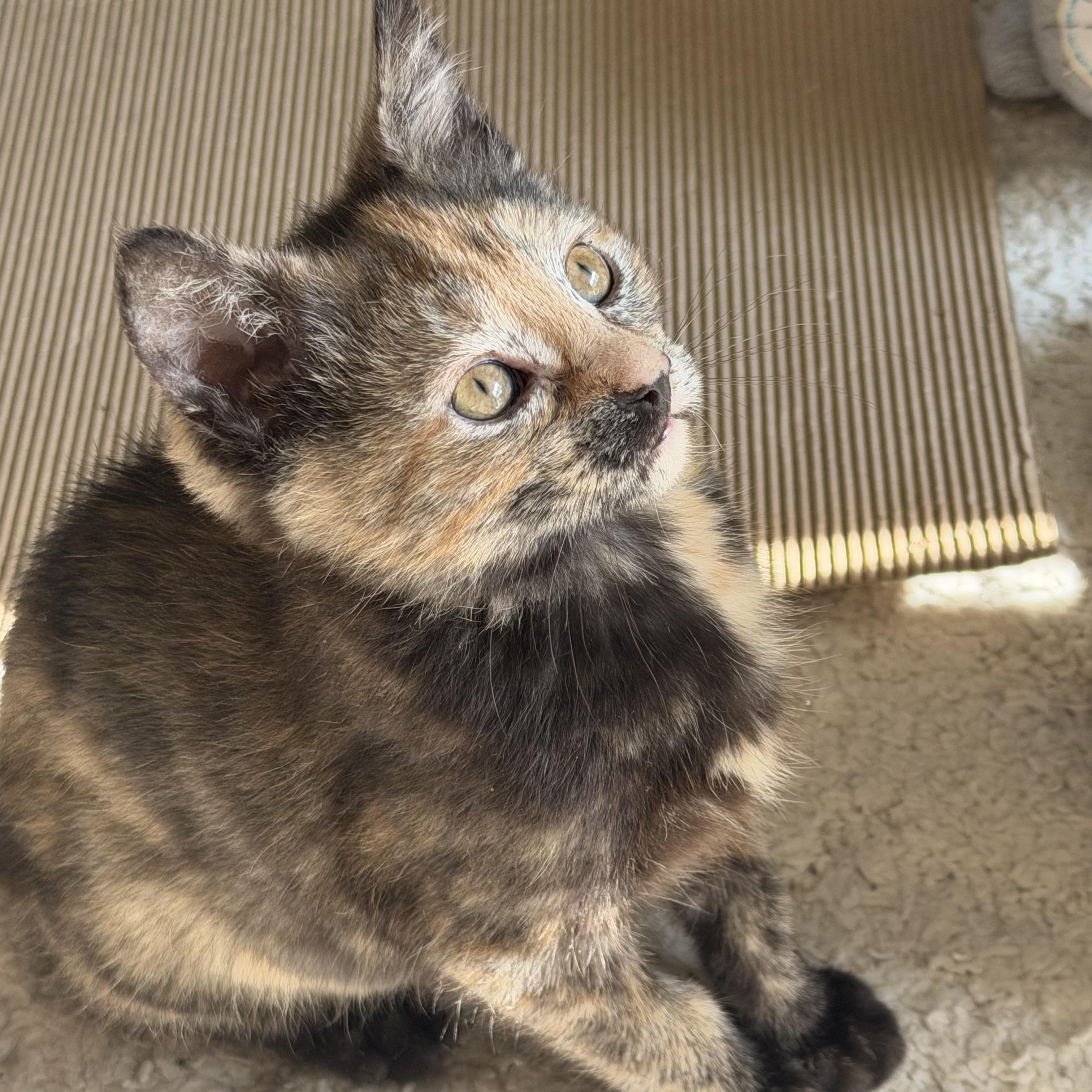 Macchiatto, a ADOPTABLE mixed breed in South Park, PA image 3/5