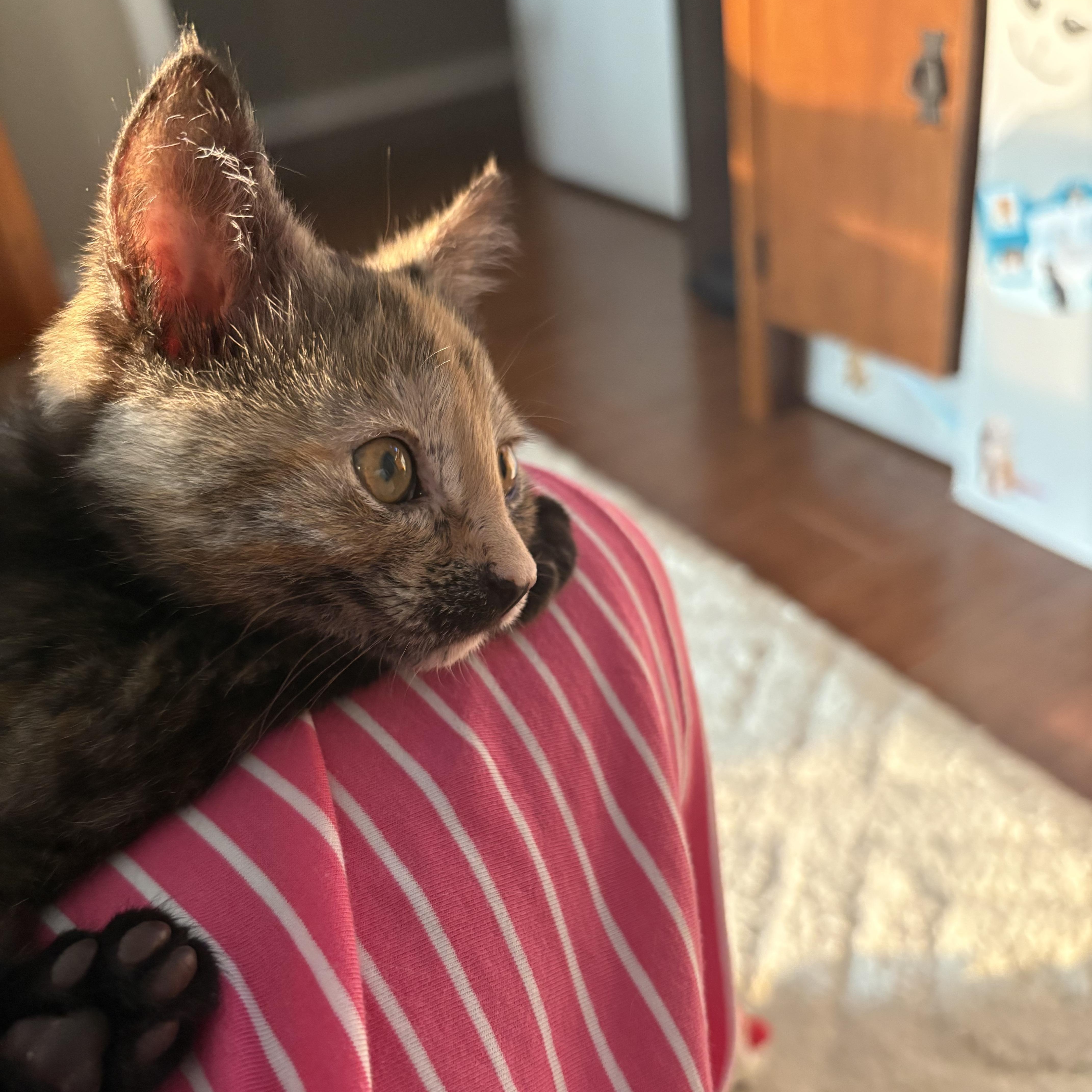 Macchiatto, a ADOPTABLE mixed breed in South Park, PA image 4/5