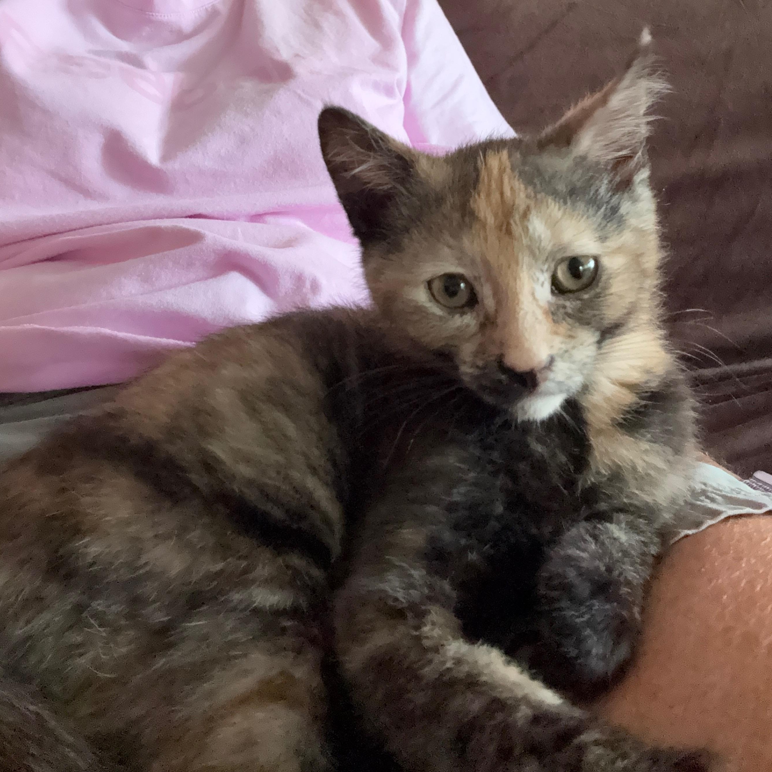 Macchiatto, ADOPTABLE, Kitten Female Dilute Tortoiseshell.