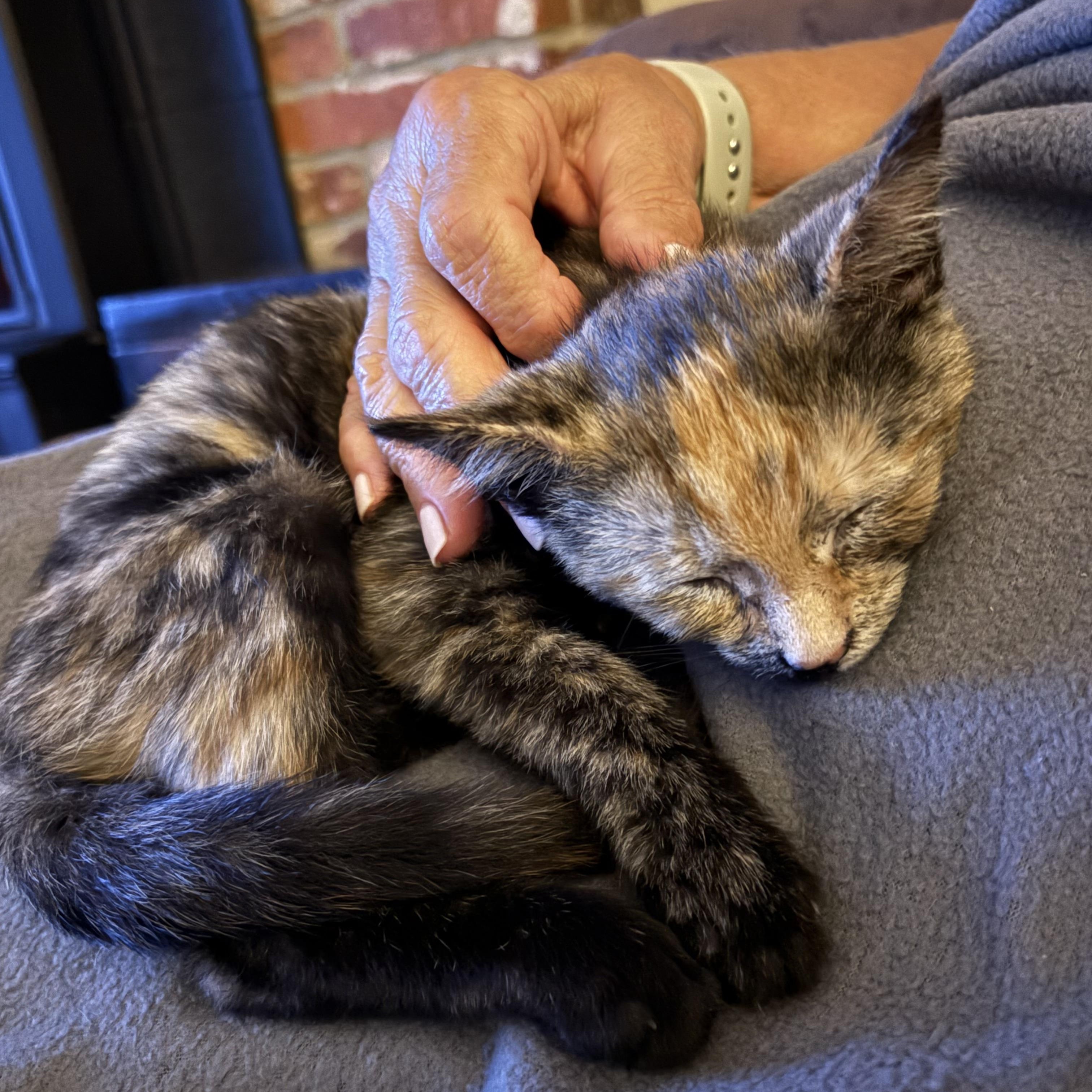 Macchiatto, a ADOPTABLE mixed breed in South Park, PA image 5/5