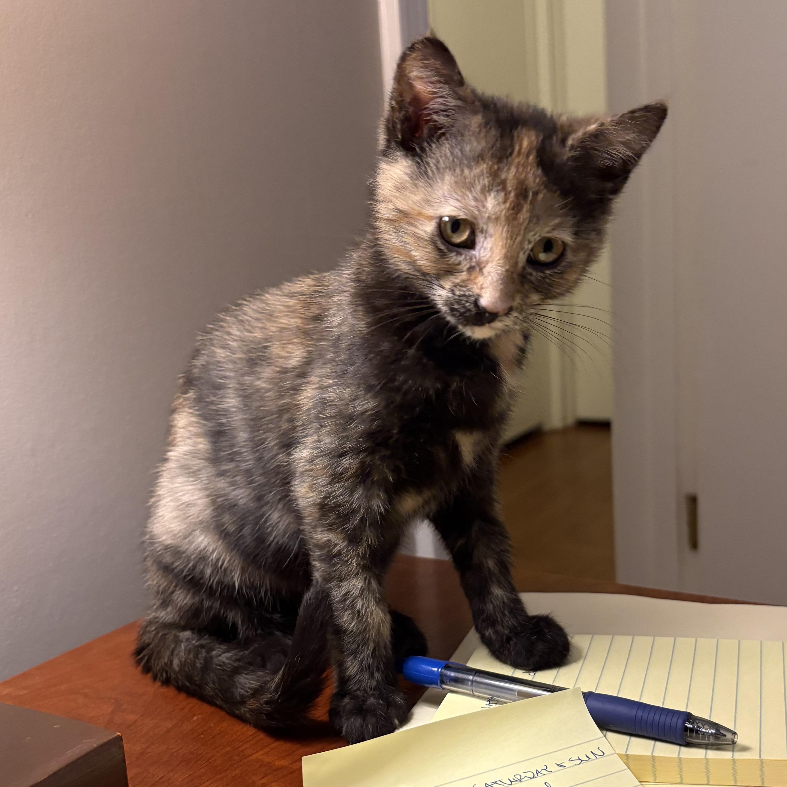 Macchiatto, a ADOPTABLE mixed breed in South Park, PA image 2/5