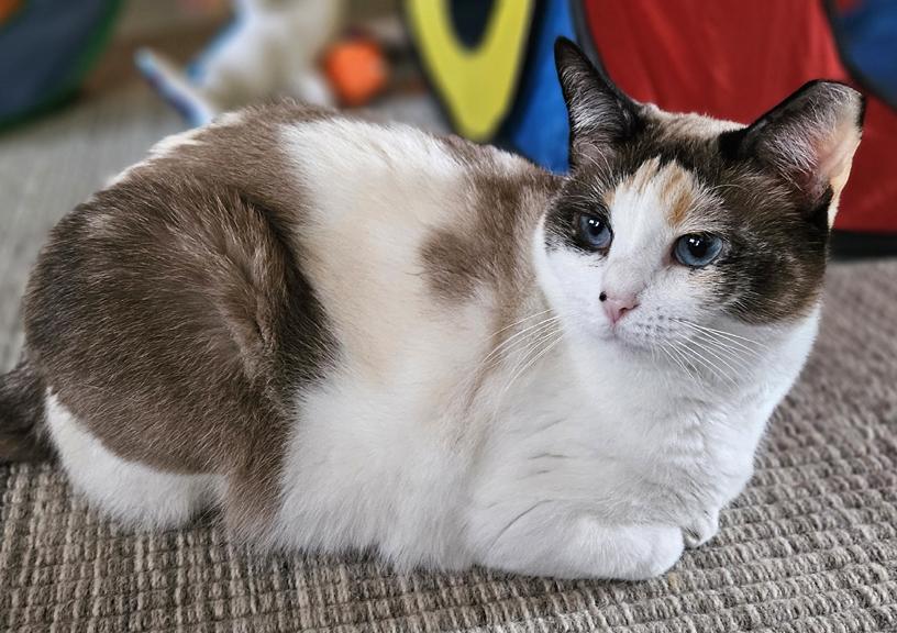 Enlarge Sweet Chloe, A Lovely Girl, a ADOPTABLE mixed breed in Metairie, LA image 3/6