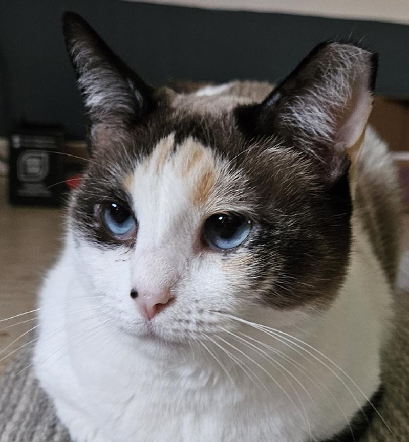 Enlarge Sweet Chloe, A Lovely Girl, a ADOPTABLE mixed breed in Metairie, LA image 2/6