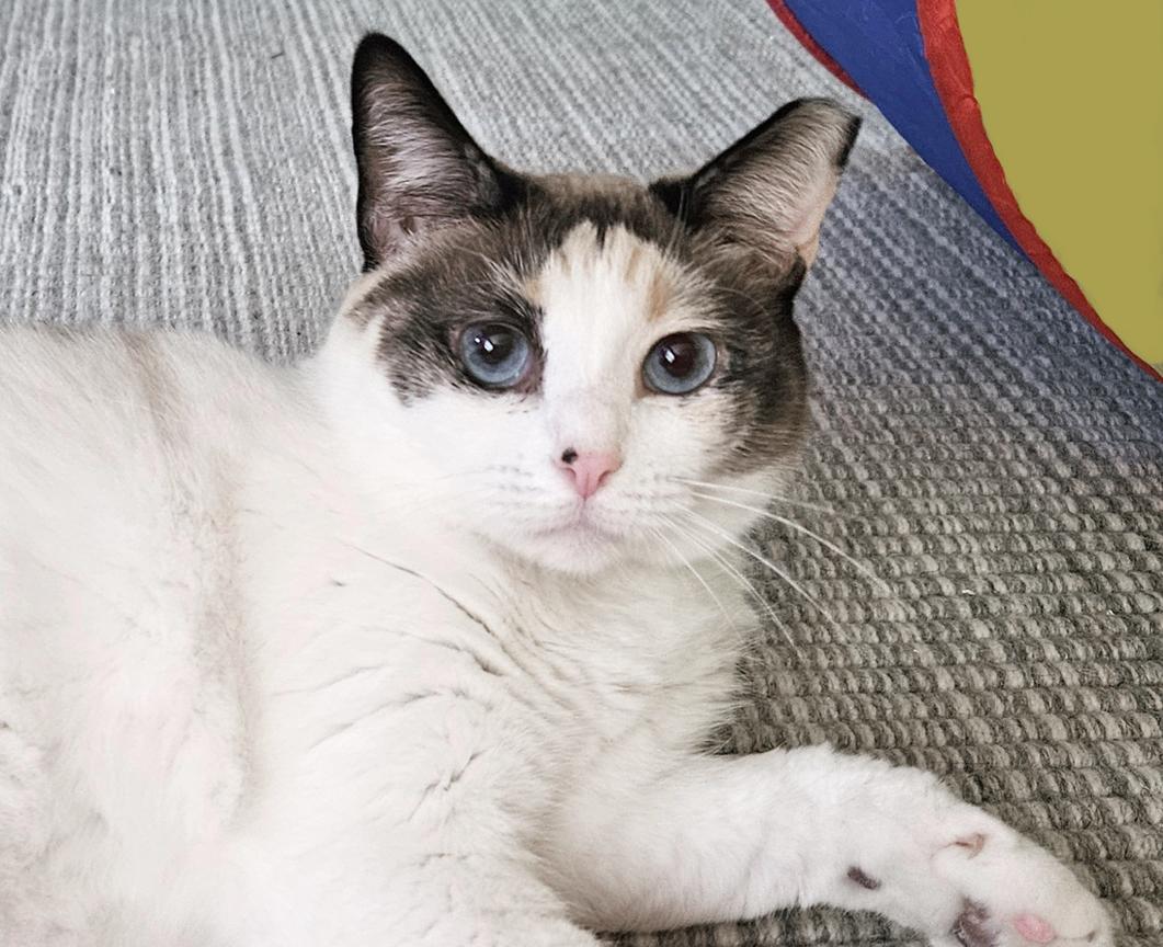 Sweet Chloe, A Lovely Girl, ADOPTABLE, Young Female Snowshoe & Calico.